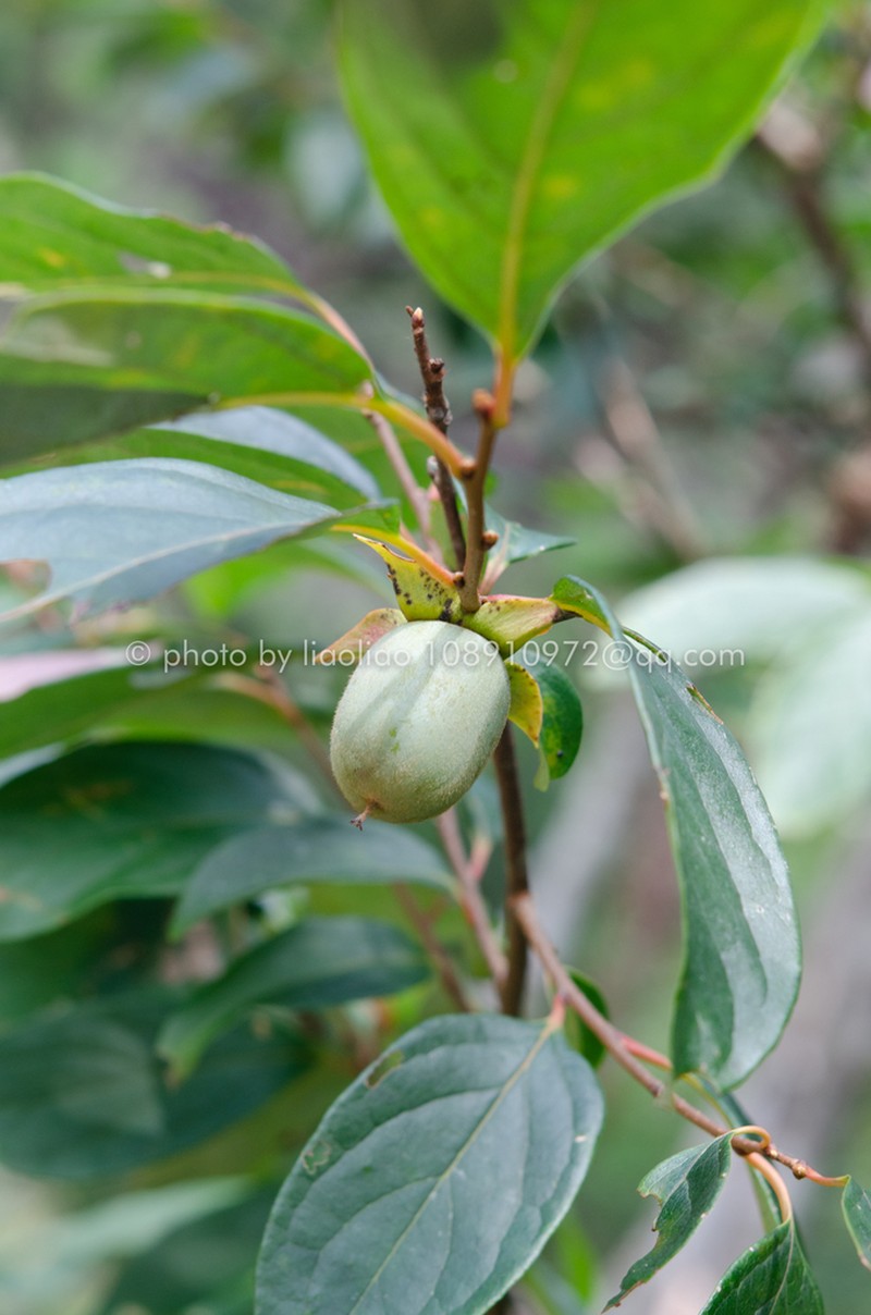 Diospyros tsangii photo 2