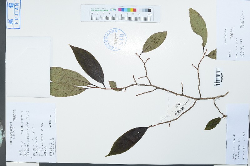 Diospyros tsangii photo 4