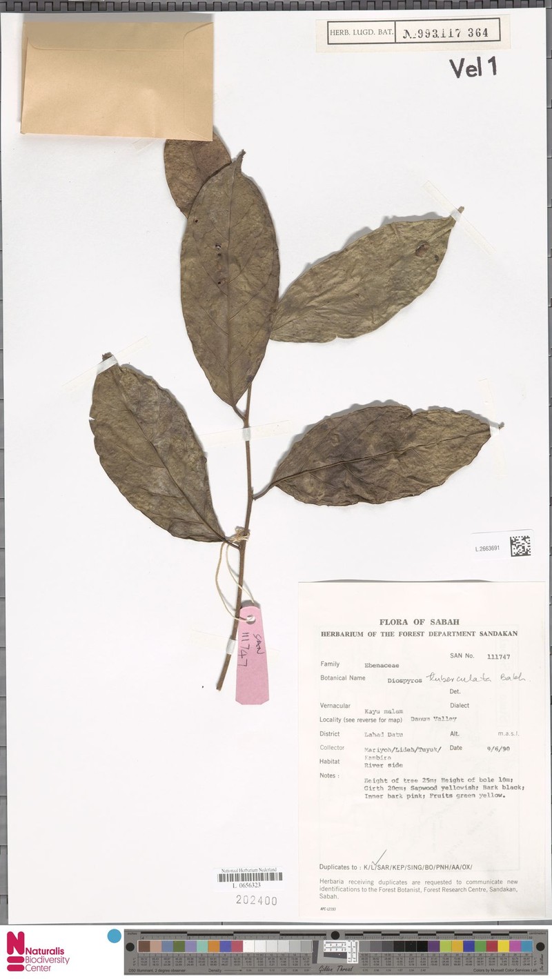Diospyros tuberculata