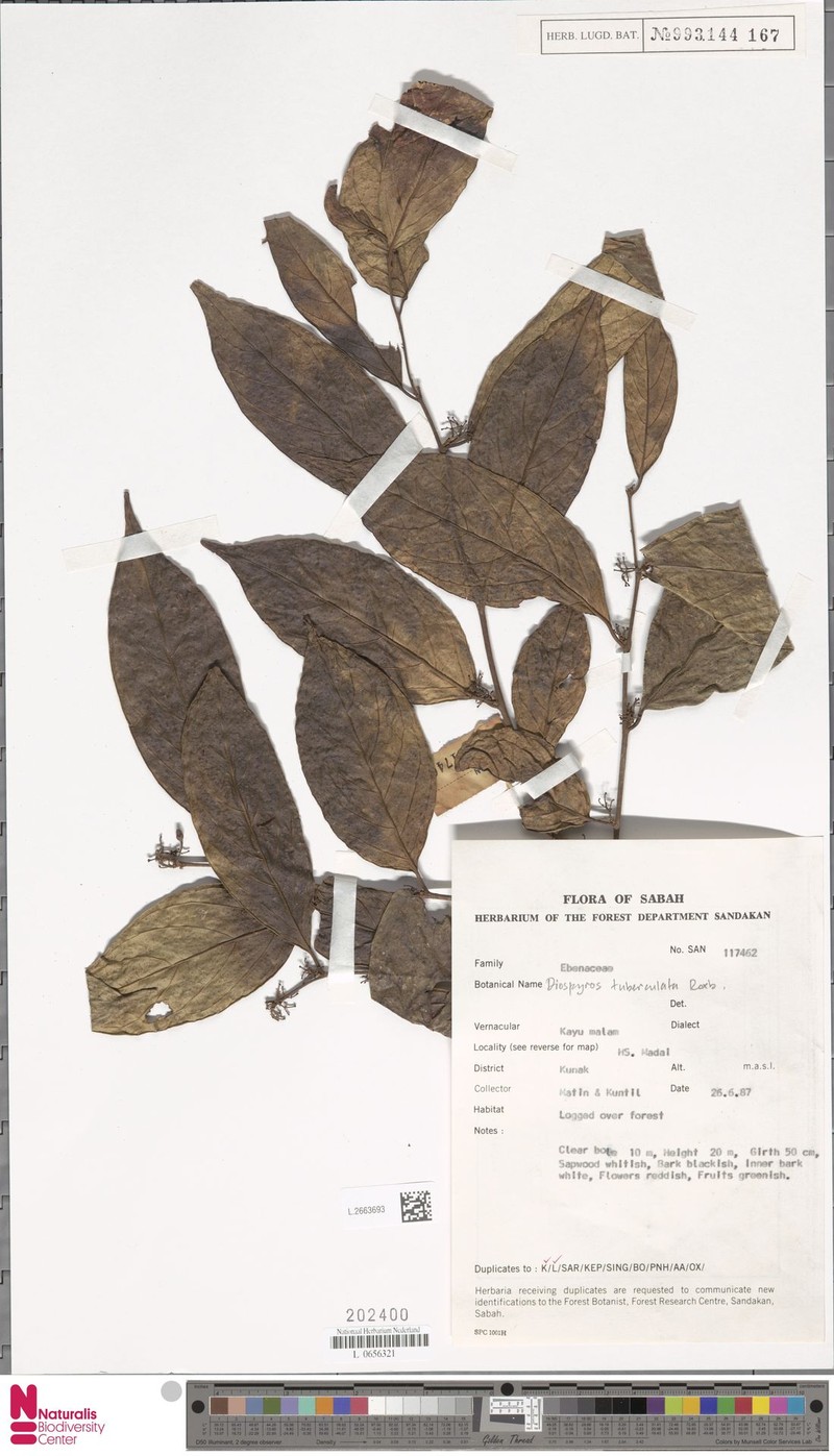 Diospyros tuberculata photo 3