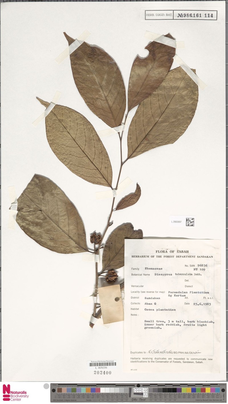 Diospyros tuberculata photo 4