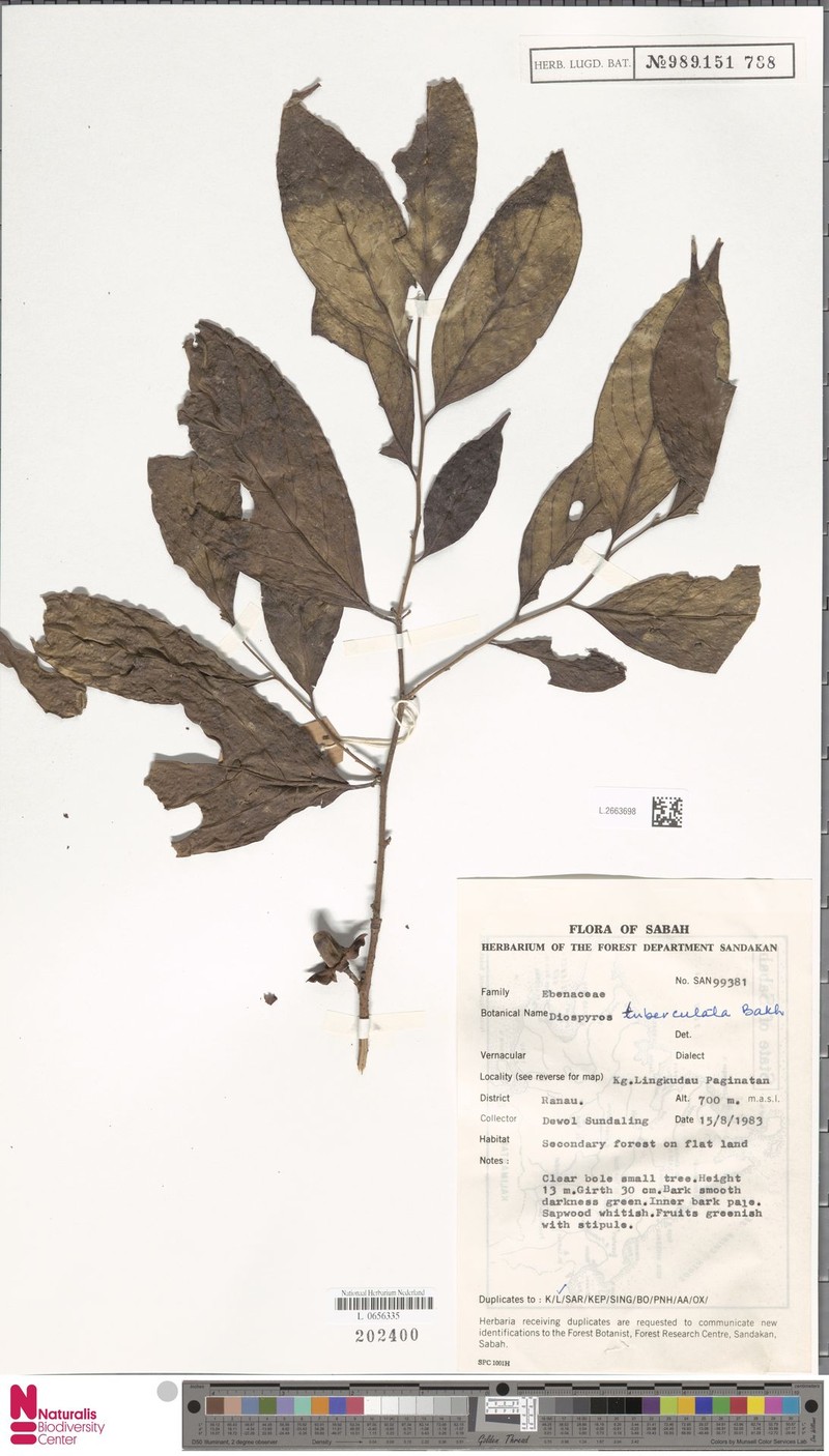 Diospyros tuberculata photo 5