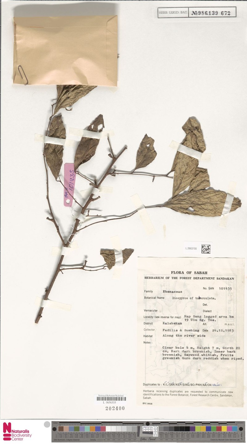 Diospyros tuberculata photo 6