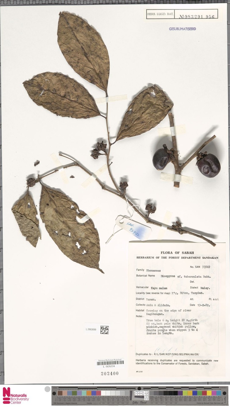 Diospyros tuberculata photo 7