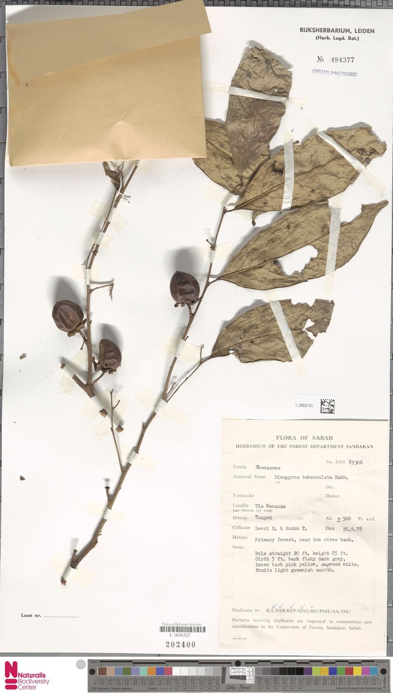 Diospyros tuberculata photo 8