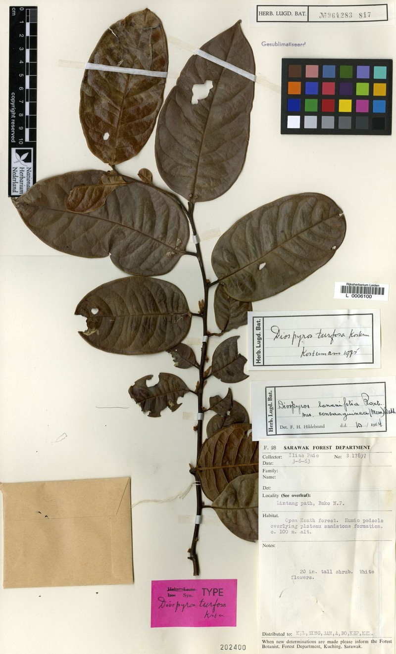 Diospyros turfosa