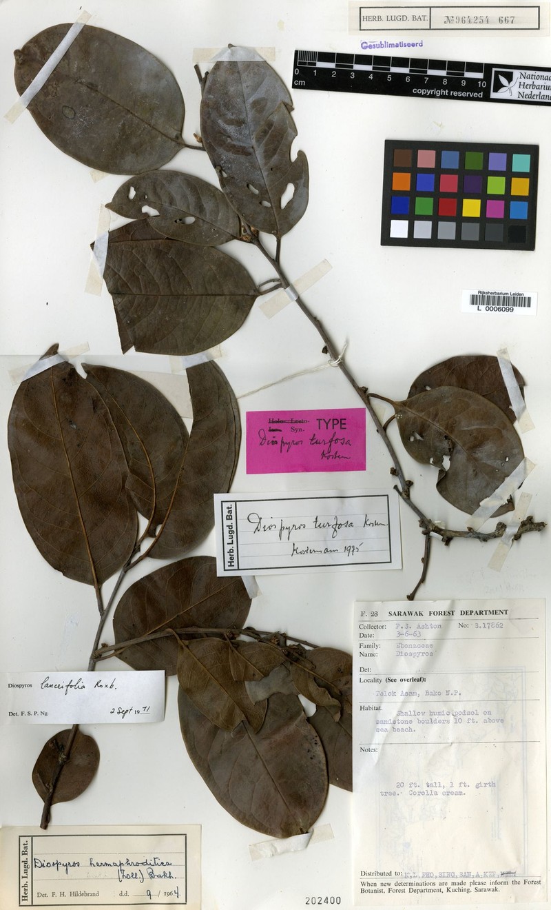 Diospyros turfosa photo 2
