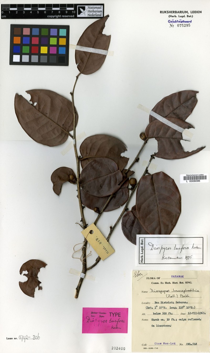 Diospyros turfosa photo 3