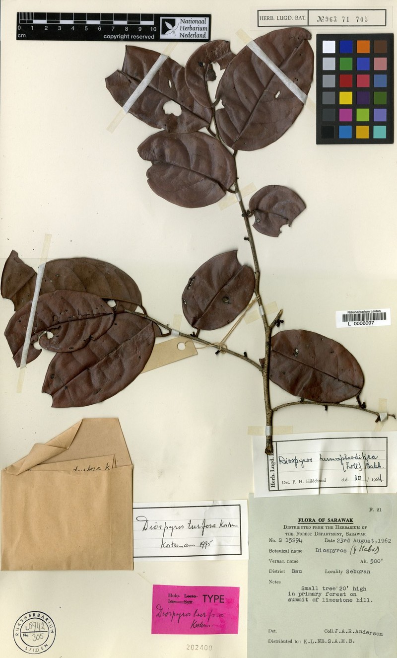 Diospyros turfosa photo 4
