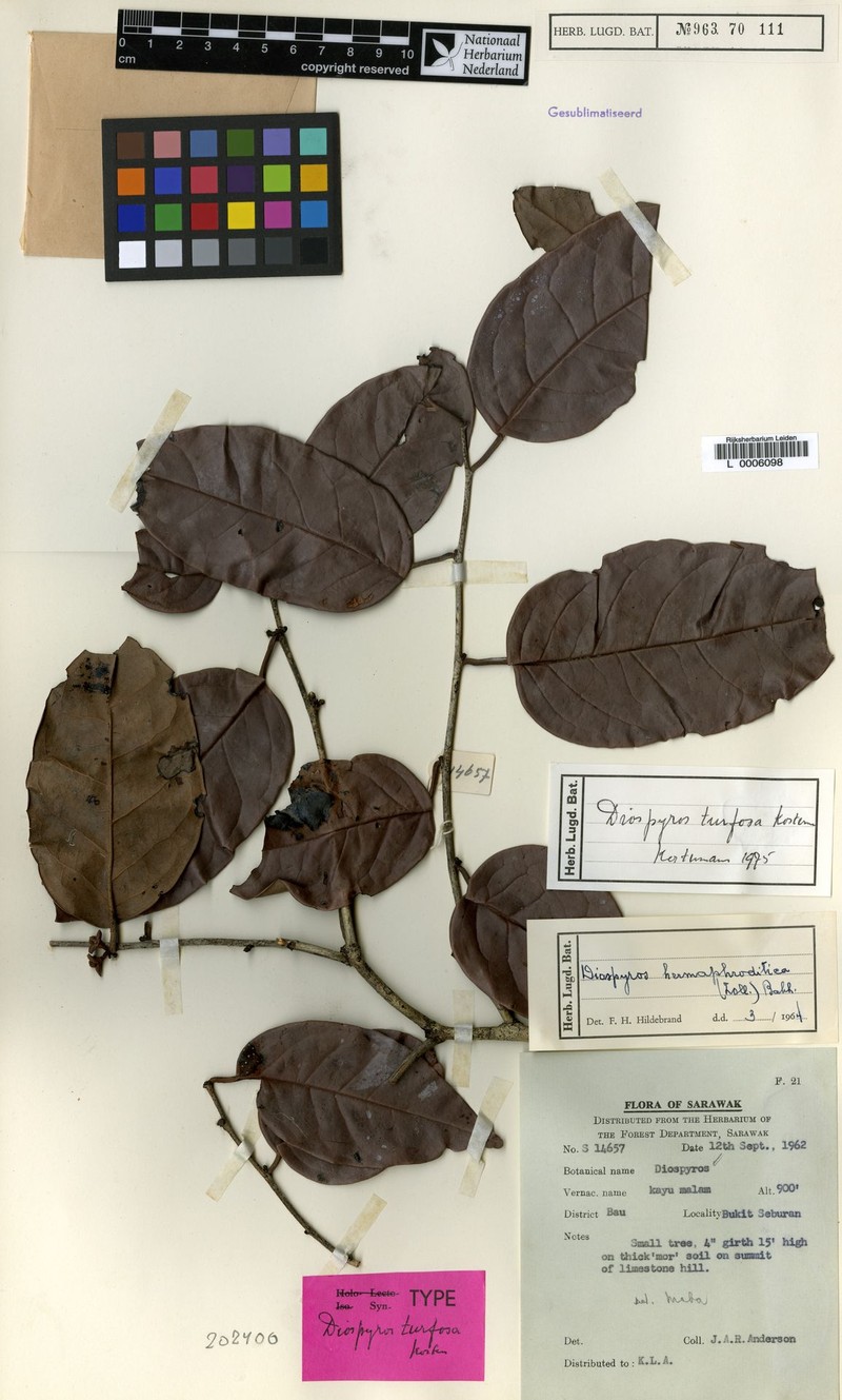 Diospyros turfosa photo 5