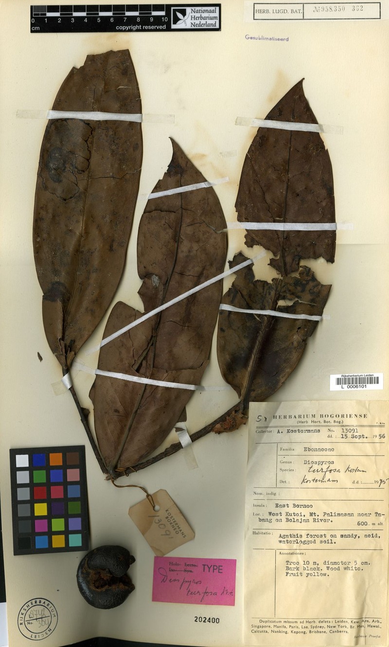 Diospyros turfosa photo 6