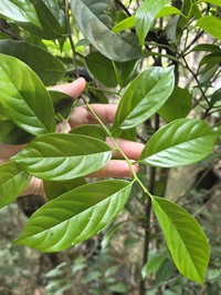 Diospyros tutcheri