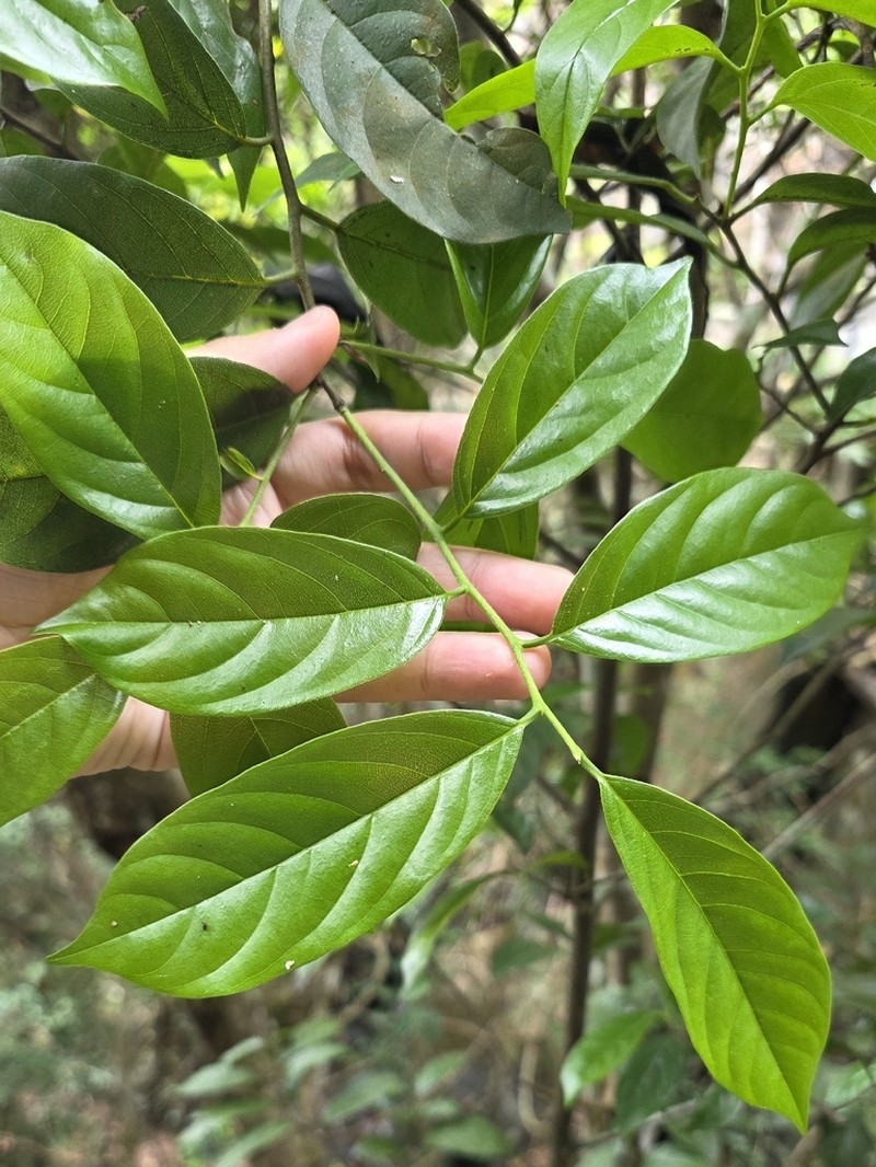 Diospyros tutcheri