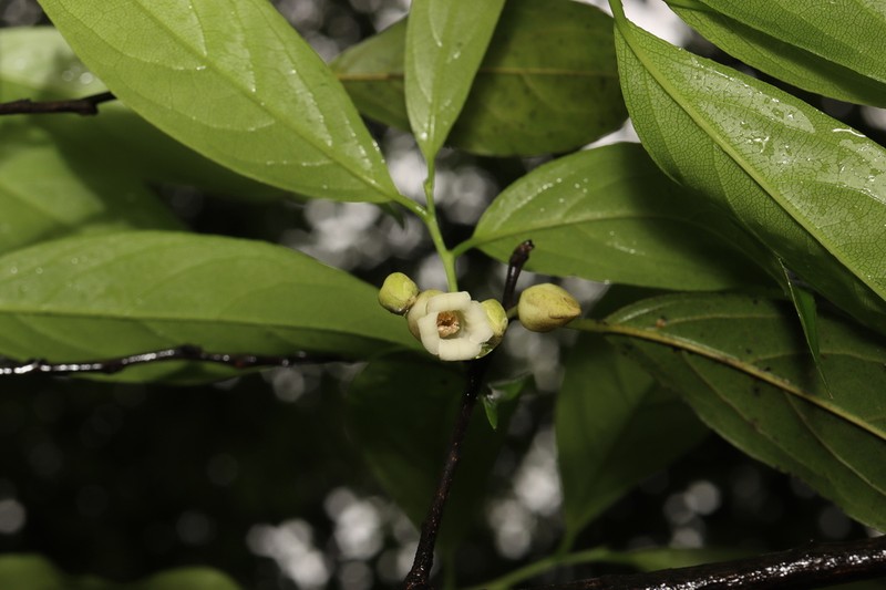Diospyros tutcheri photo 2