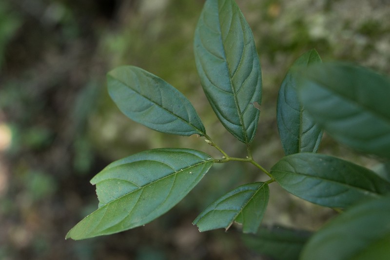 Diospyros tutcheri photo 3