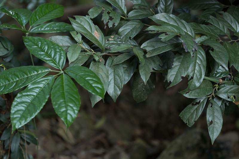 Diospyros tutcheri photo 4