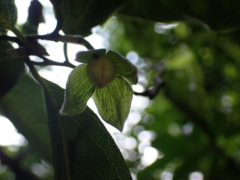 Diospyros tutcheri photo 5