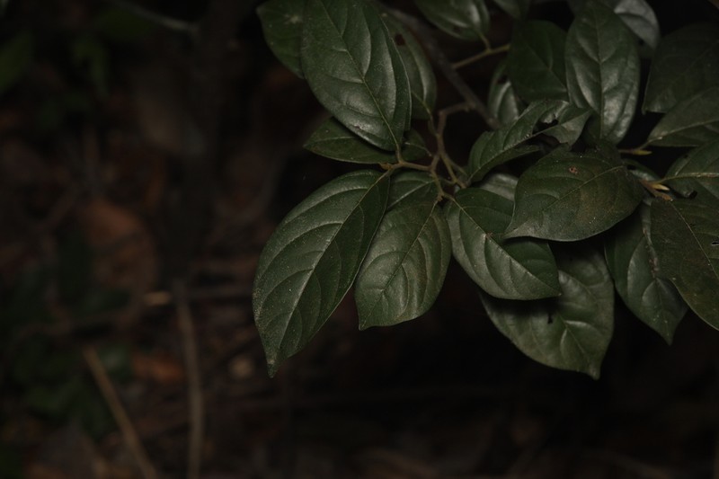 Diospyros tutcheri photo 6