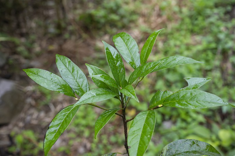 Diospyros tutcheri photo 8