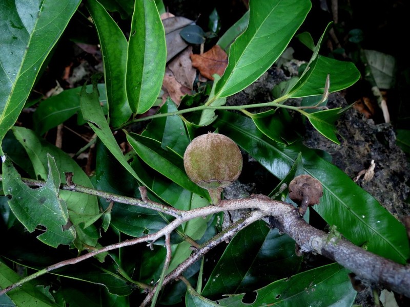 Diospyros ulo