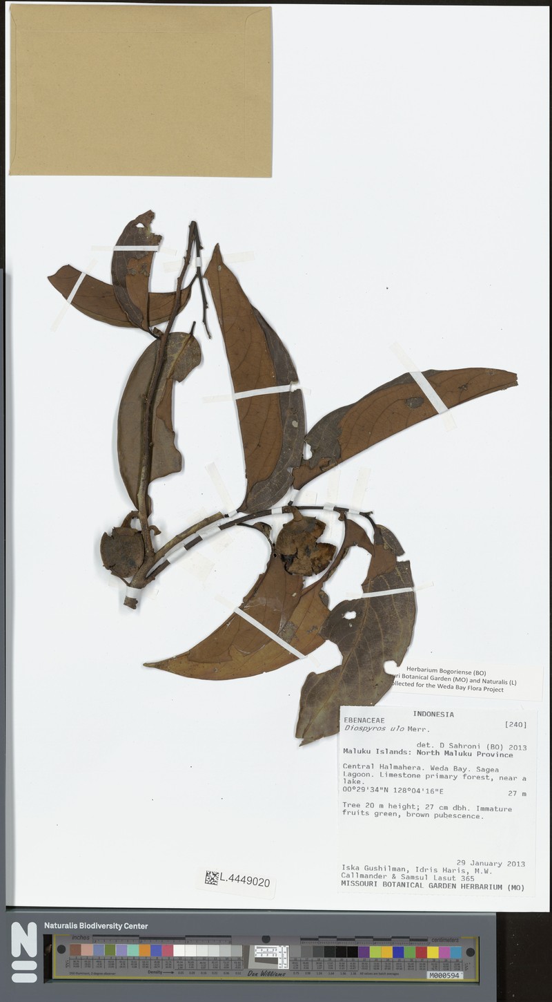 Diospyros ulo photo 2