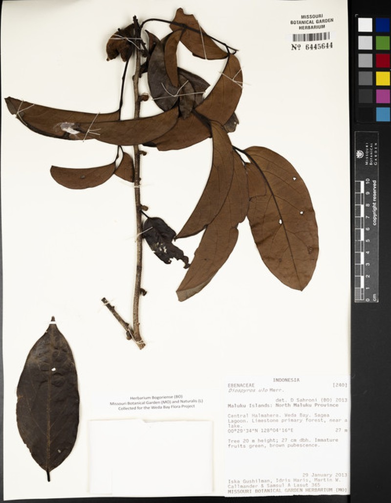 Diospyros ulo photo 3