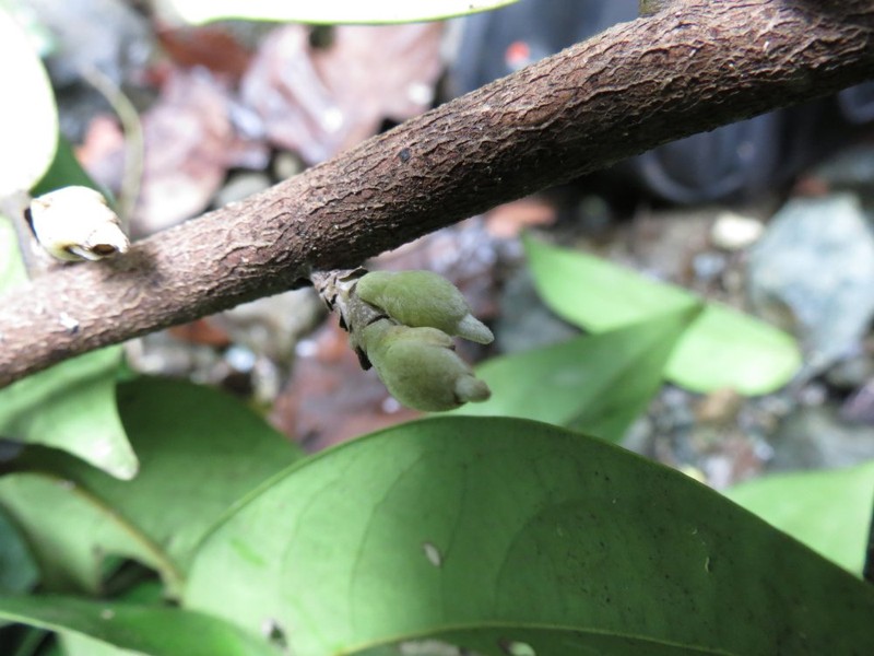 Diospyros ulo photo 5