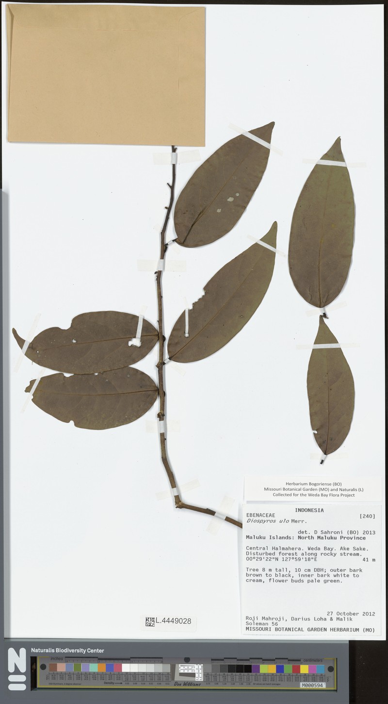 Diospyros ulo photo 6