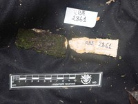 Diospyros ultima