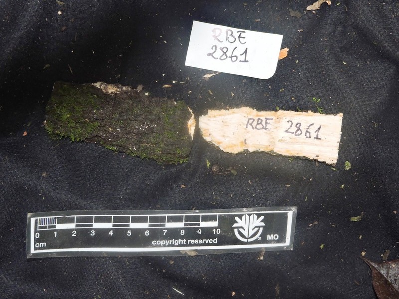 Diospyros ultima