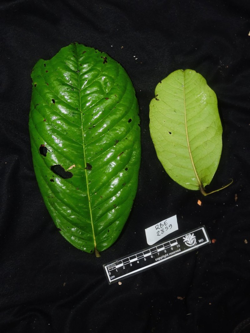 Diospyros ultima photo 2
