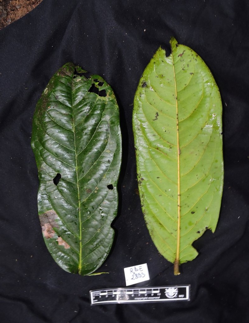 Diospyros ultima photo 3