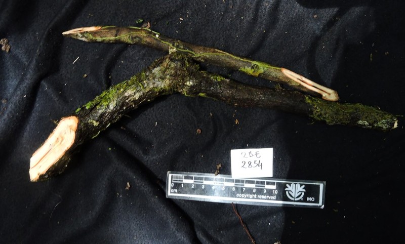 Diospyros ultima photo 4