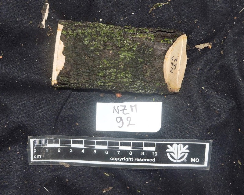 Diospyros ultima photo 6