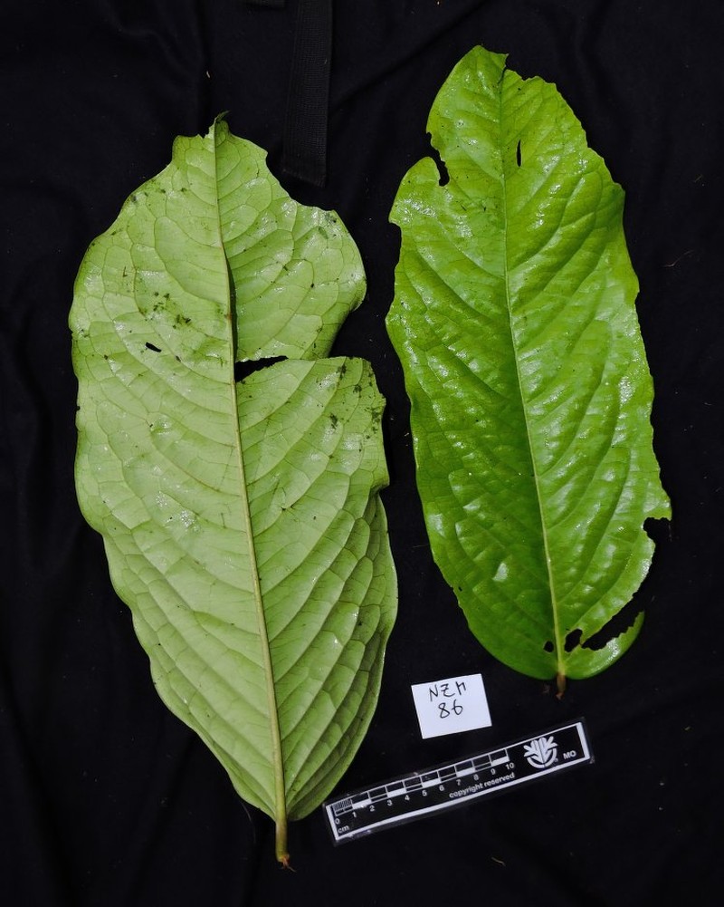 Diospyros ultima photo 7