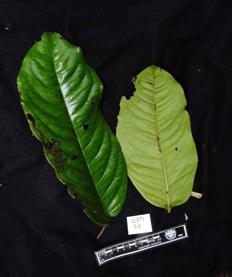 Diospyros ultima photo 8