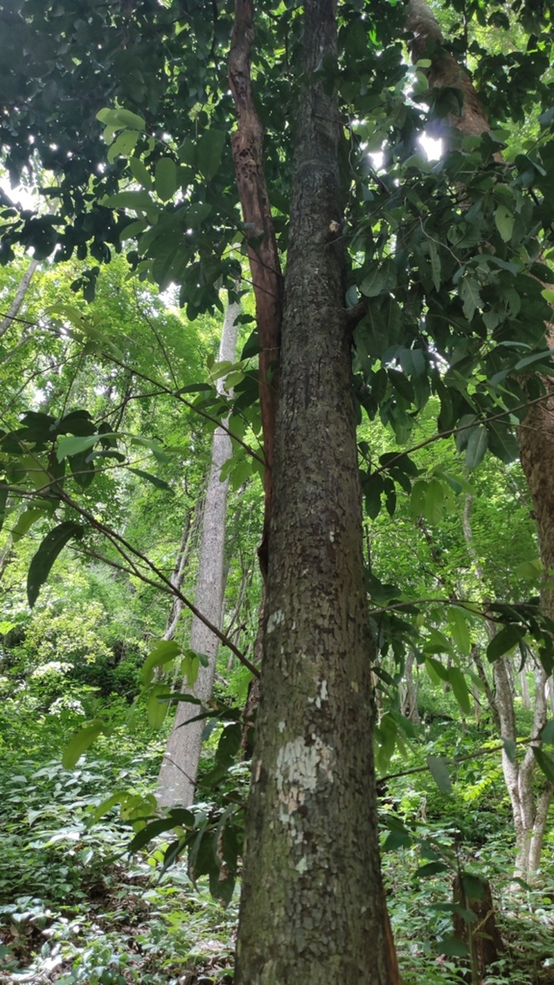 Diospyros undulata