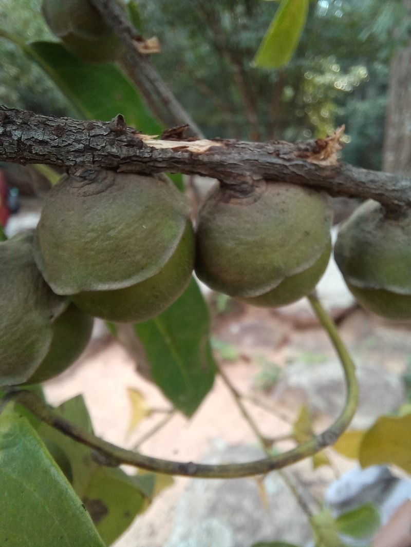 Diospyros undulata photo 2