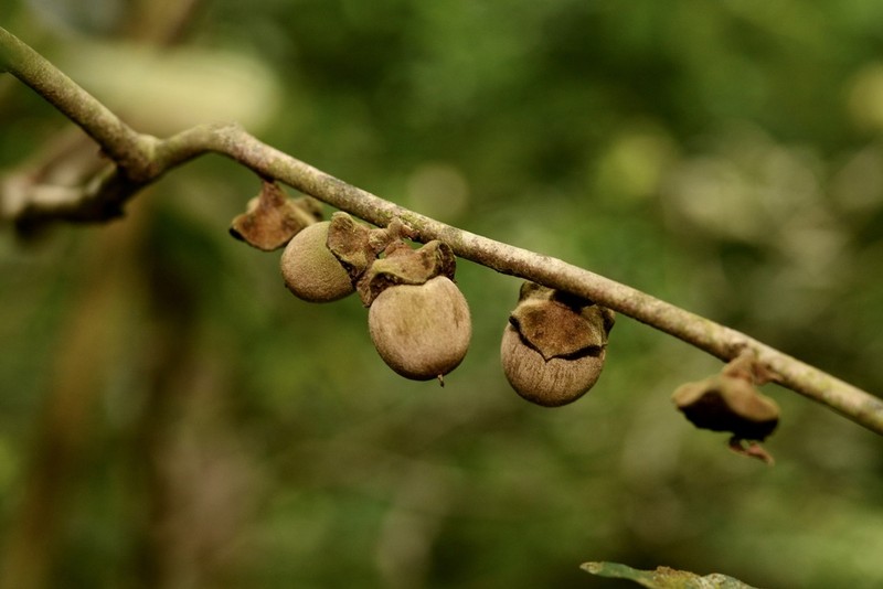 Diospyros undulata photo 3