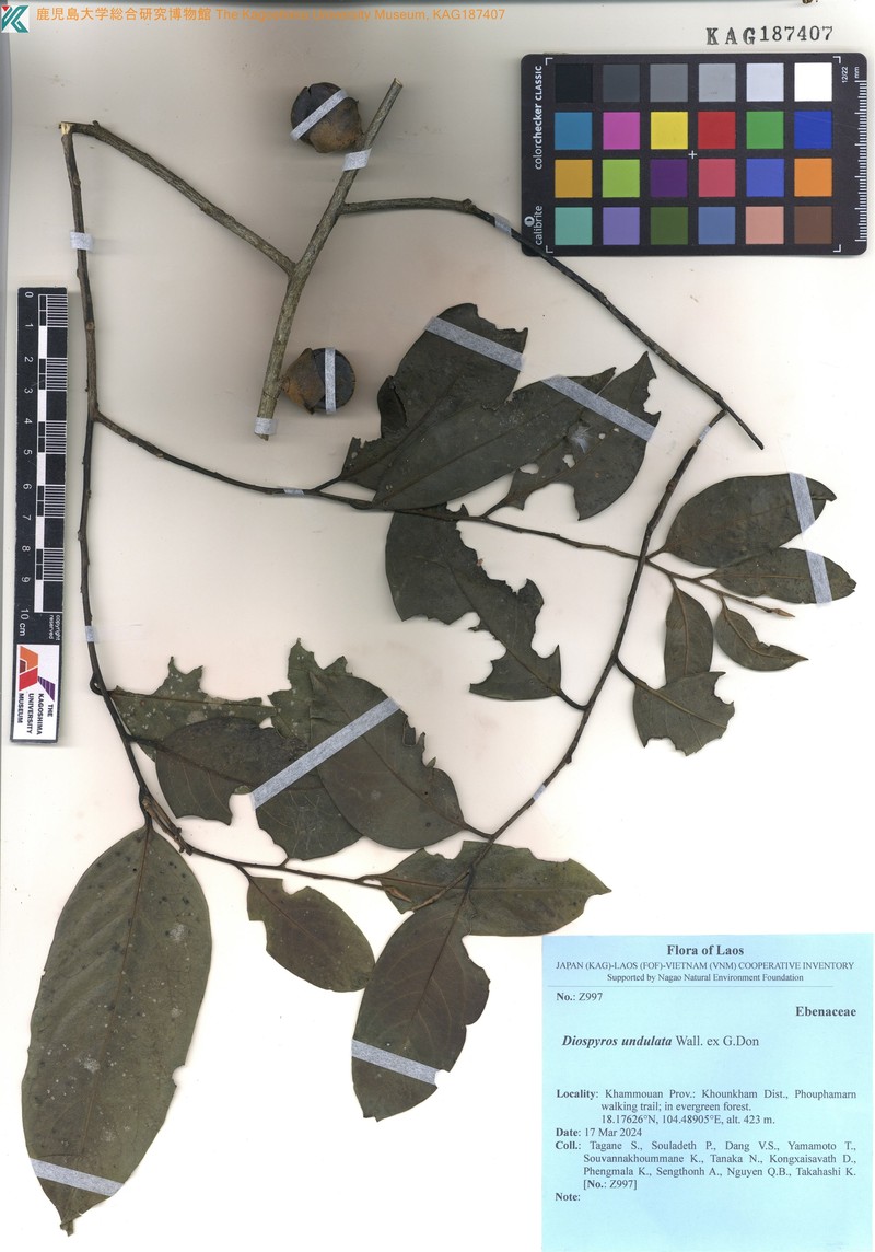 Diospyros undulata photo 4