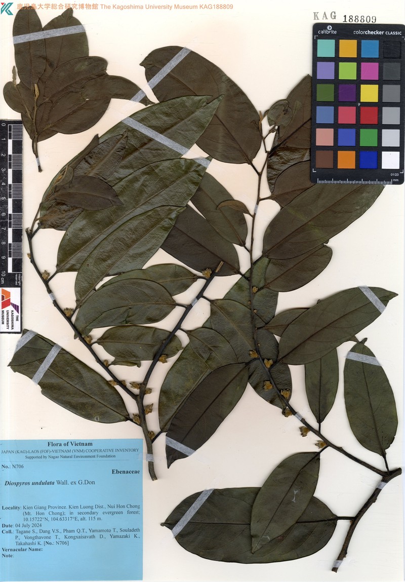 Diospyros undulata photo 5