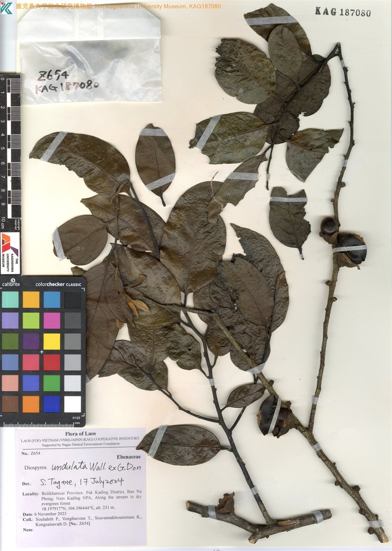 Diospyros undulata photo 6