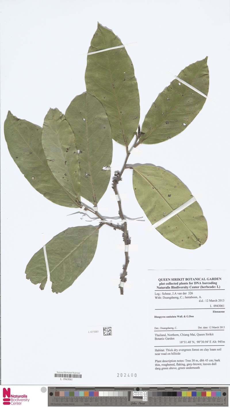 Diospyros undulata photo 7