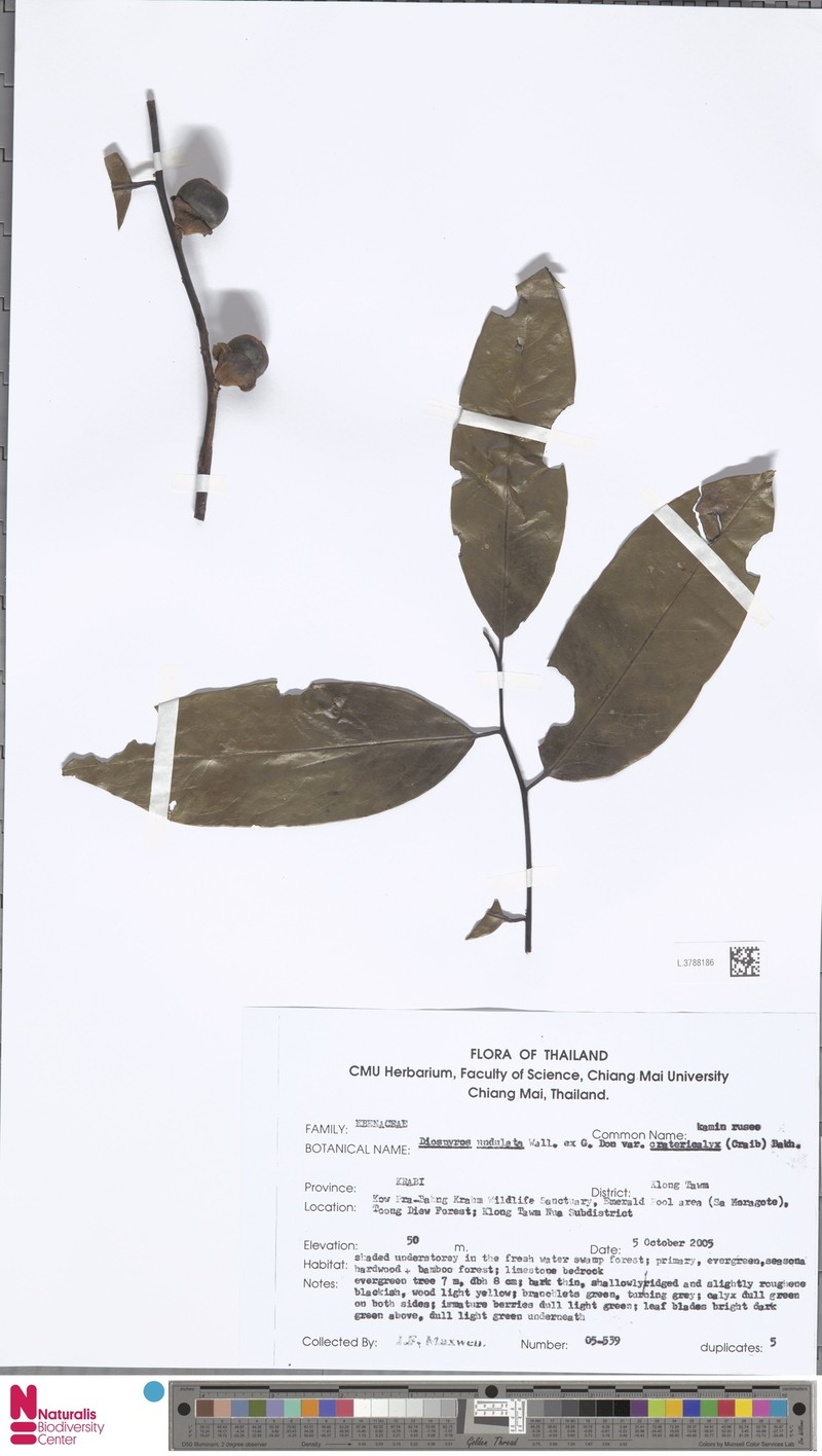 Diospyros undulata var. cratericalyx
