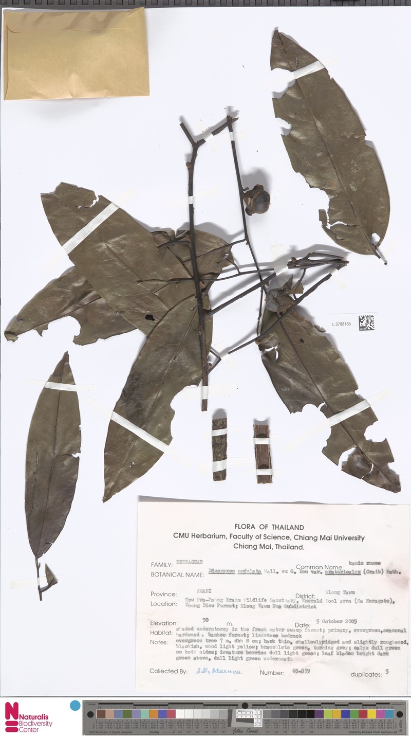 Diospyros undulata var. cratericalyx photo 2