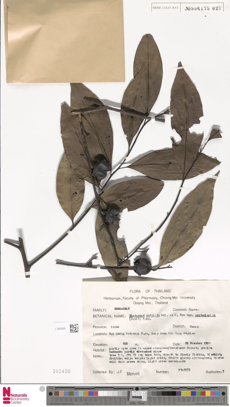 Diospyros undulata var. cratericalyx photo 4