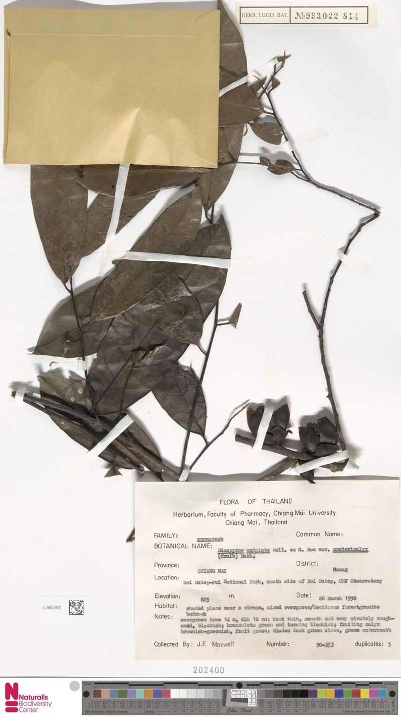 Diospyros undulata var. cratericalyx photo 5