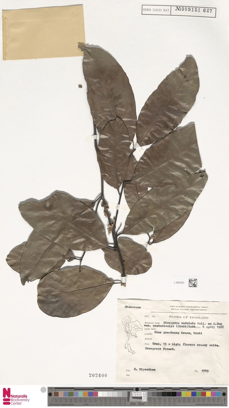 Diospyros undulata var. cratericalyx photo 6