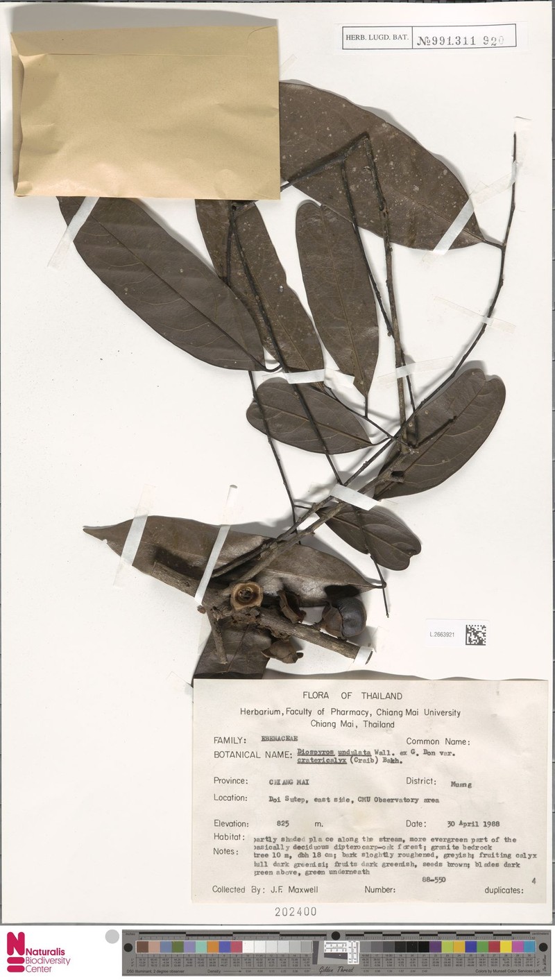Diospyros undulata var. cratericalyx photo 7