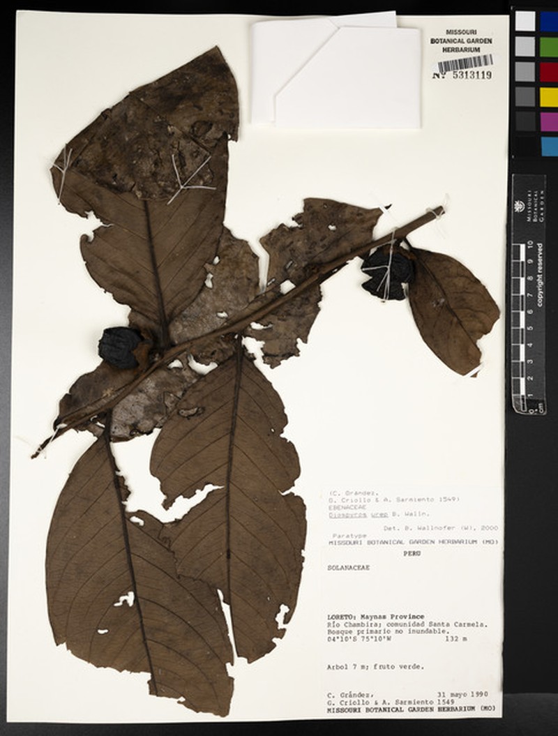 Diospyros urep